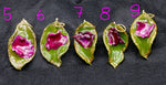 Rose petals & rose blossoms